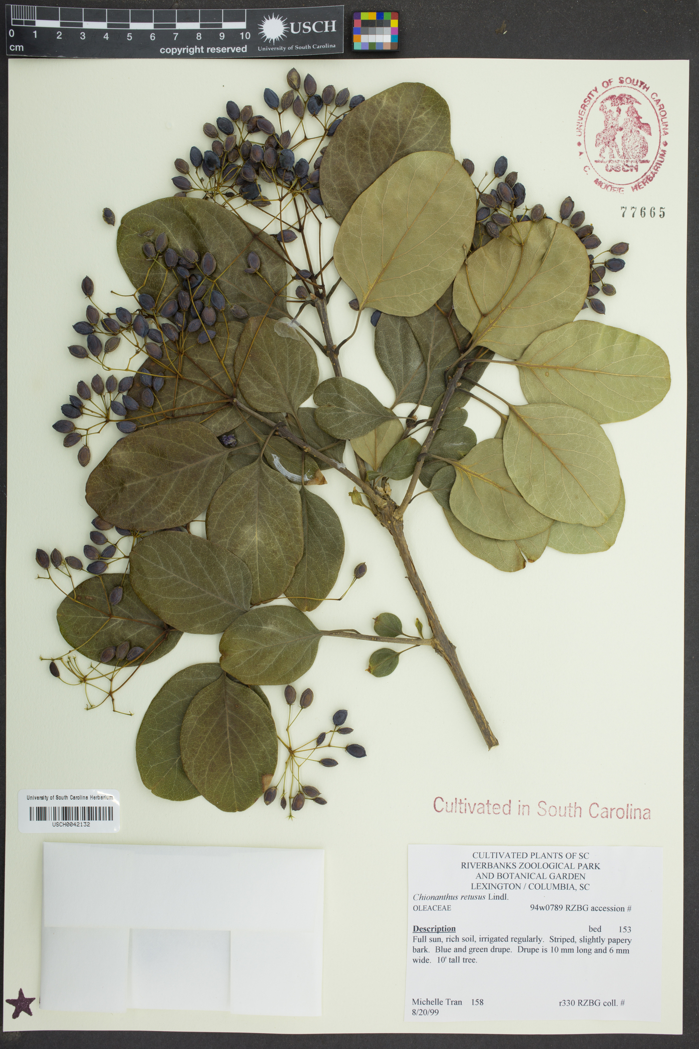 Chionanthus retusus image
