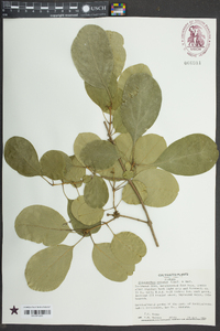 Chionanthus retusus image