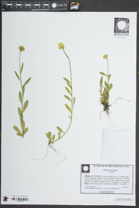 Polygala lutea image