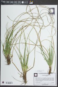 Carex umbellata image