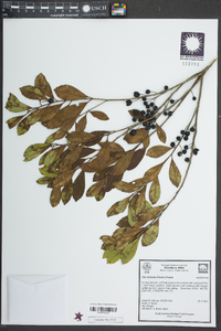 Ilex coriacea image