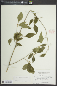 Forestiera acuminata image