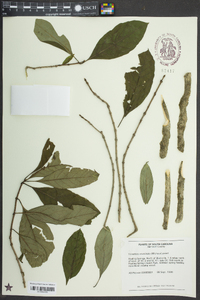 Forestiera acuminata image