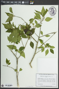 Forestiera acuminata image