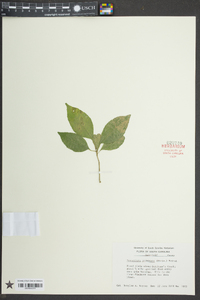 Forestiera acuminata image