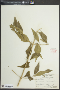 Forestiera acuminata image