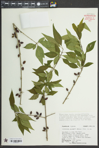 Forestiera acuminata image