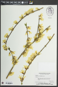 Forsythia × intermedia image