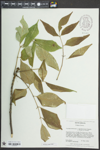 Fraxinus americana var. biltmoreana image