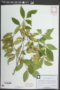 Fraxinus caroliniana image