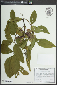 Fraxinus caroliniana image