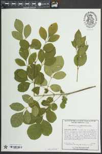 Fraxinus caroliniana image