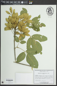 Fraxinus caroliniana image