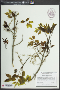 Fraxinus caroliniana image