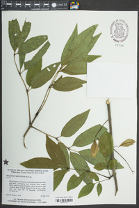 Fraxinus caroliniana image