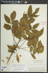 Fraxinus caroliniana image