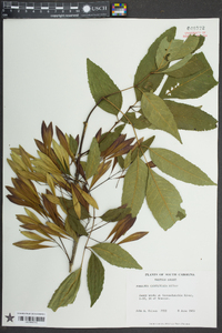 Fraxinus caroliniana image