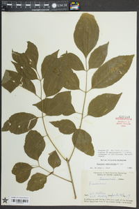 Fraxinus caroliniana image
