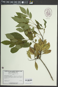 Fraxinus caroliniana image