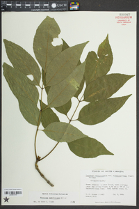 Fraxinus caroliniana image