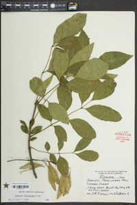 Fraxinus caroliniana image