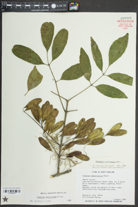 Fraxinus caroliniana image