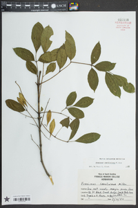 Fraxinus caroliniana image