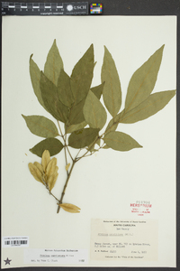 Fraxinus caroliniana image