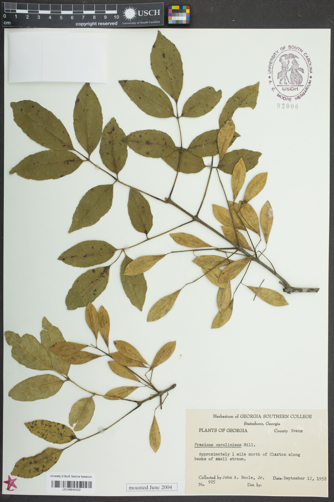 Fraxinus caroliniana image