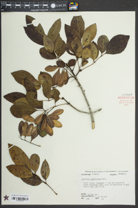 Fraxinus caroliniana image