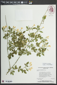 Jasminum floridum image