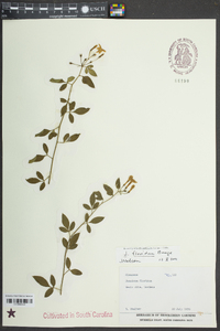 Jasminum floridum image