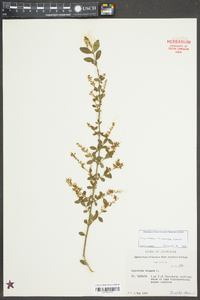 Ligustrum sinense image