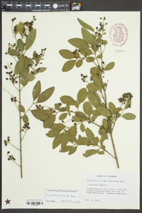 Ligustrum sinense image