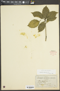 Osmanthus fortunei image