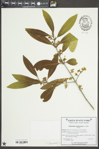 Osmanthus americanus image