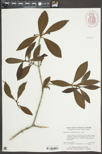 Osmanthus americanus image