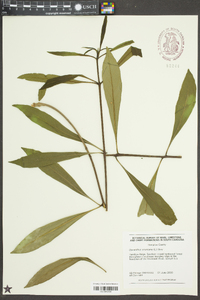 Osmanthus americanus image