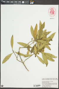 Osmanthus americanus image