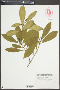 Osmanthus americanus image