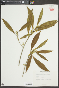 Osmanthus americanus image