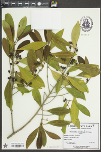 Osmanthus americanus image