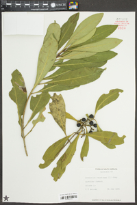 Osmanthus americanus image