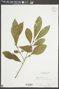 Osmanthus americanus image