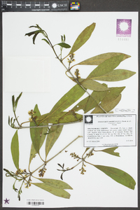 Osmanthus americanus image