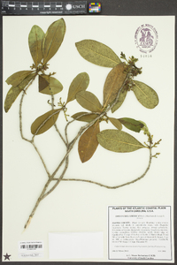 Osmanthus americanus image