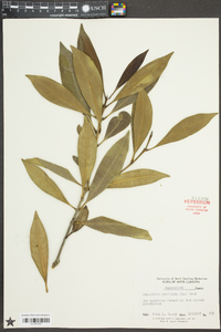 Osmanthus americanus image