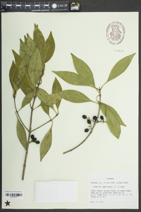 Osmanthus americanus image