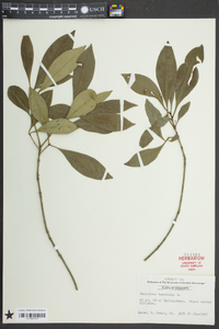 Osmanthus americanus image