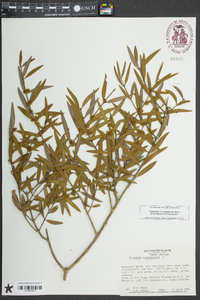 Phillyrea angustifolia image